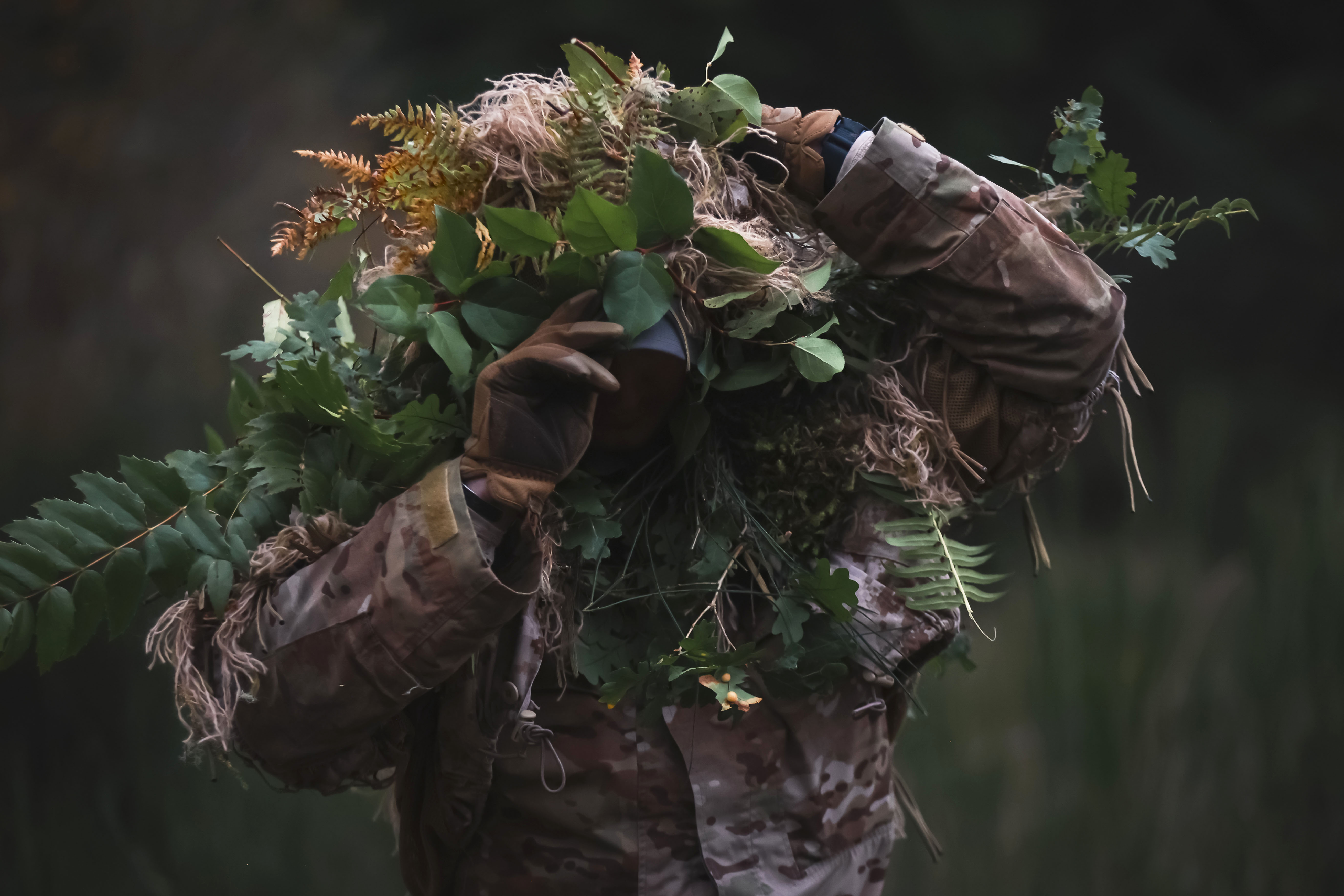 U.S. Army Spc. and  sniper with Headquarters and Headquarters Company, 3rd Battalion, 161st Infantry Regiment, 81st Stryker Brigade Combat Team, Washington National Guard, exits the wood line following an infiltration stalk lane on Joint Base Lewis-McChord, Wash., Oct. 19, 2024. Snipers were dropped at designated grid points and then moved forward towards two observers, using natural vegetation to avoid detection. (U.S. Army National Guard photo by Staff Sgt. Adeline Witherspoon.)